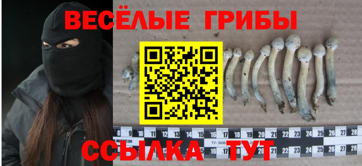 Галлюциногенные грибы Cubensis Барабинск